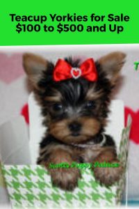 Teacup Yorkies for Sale in AZ