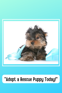 Teacup Yorkie for Sale in Houston, TX